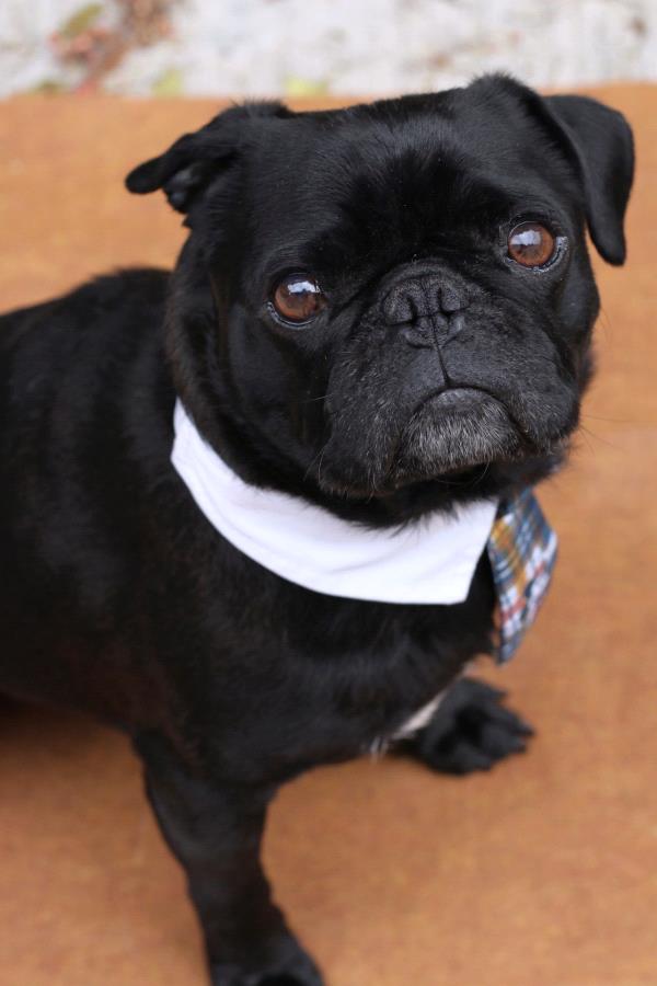 /Images/uploads/PUG NATION RESCUE OF LOS ANGELES/pugnationcalendar/entries/2341thumb.jpg